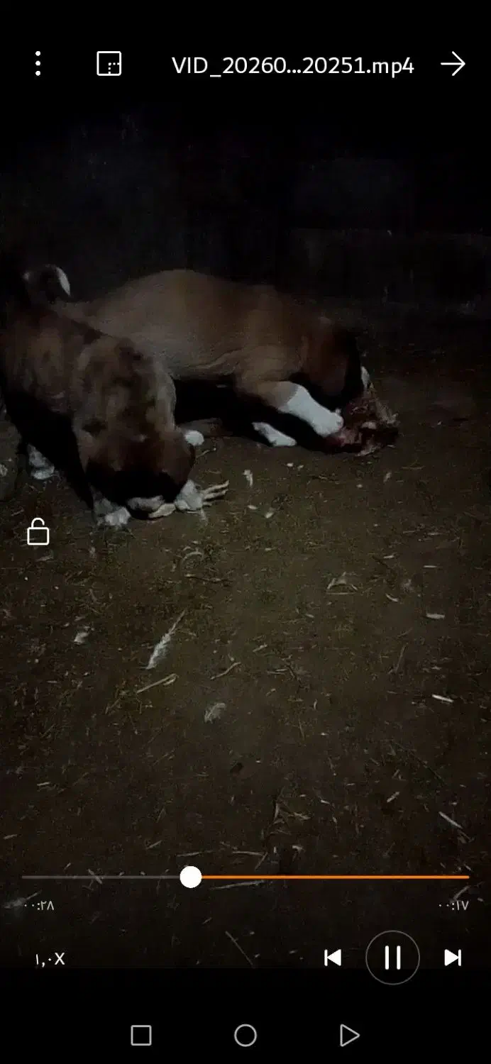 سگ ماده 3ساله|سگ|سبزوار, زینبیه|دیوار