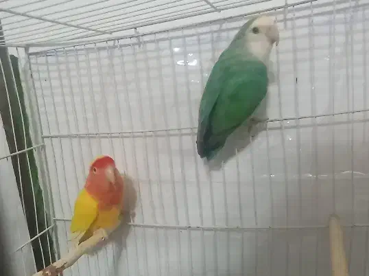 کوتوله برزیلی|پرنده|تربتحیدریه, پائین ولایت|دیوار