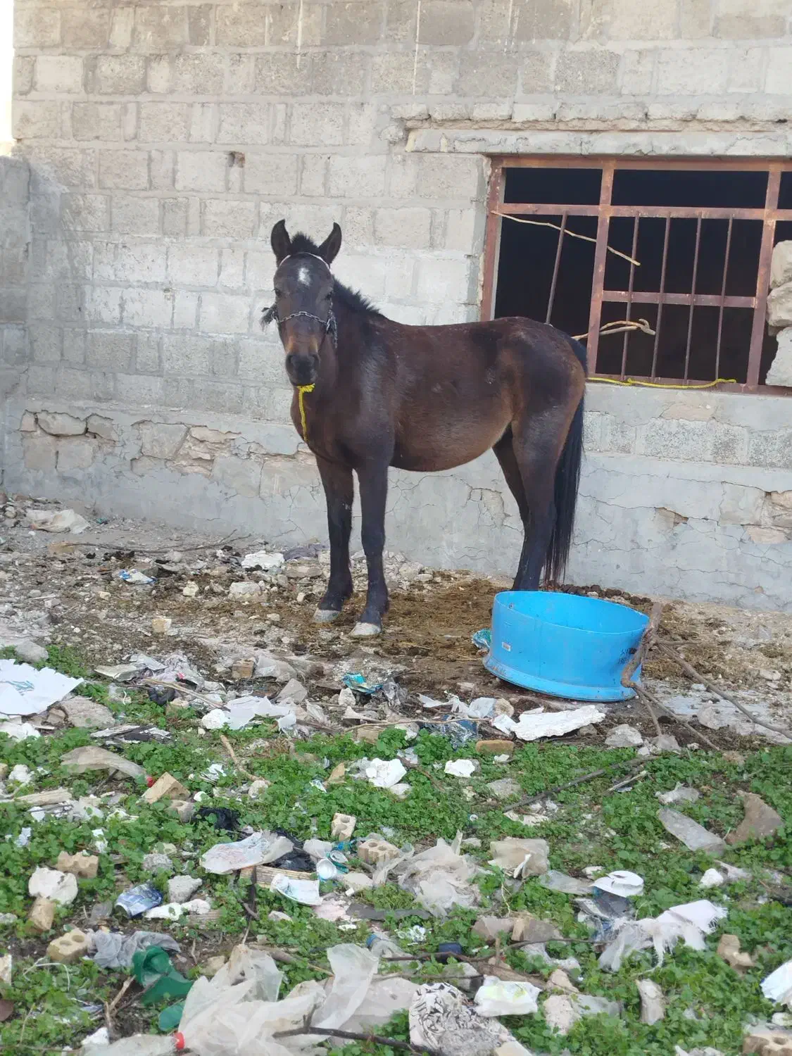 حیوان باری|اسب و تجهیزات اسبسواری|بانه, |دیوار