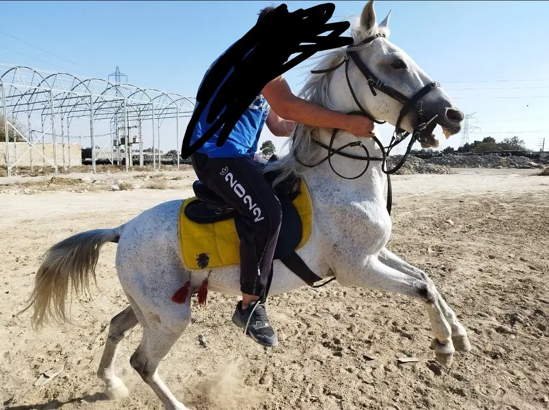 اسب ترکی درجه ۱ سر و دمگیر زیر قیمت|اسب و تجهیزات اسب‌سواری|چهاردانگه (تهران), |دیوار