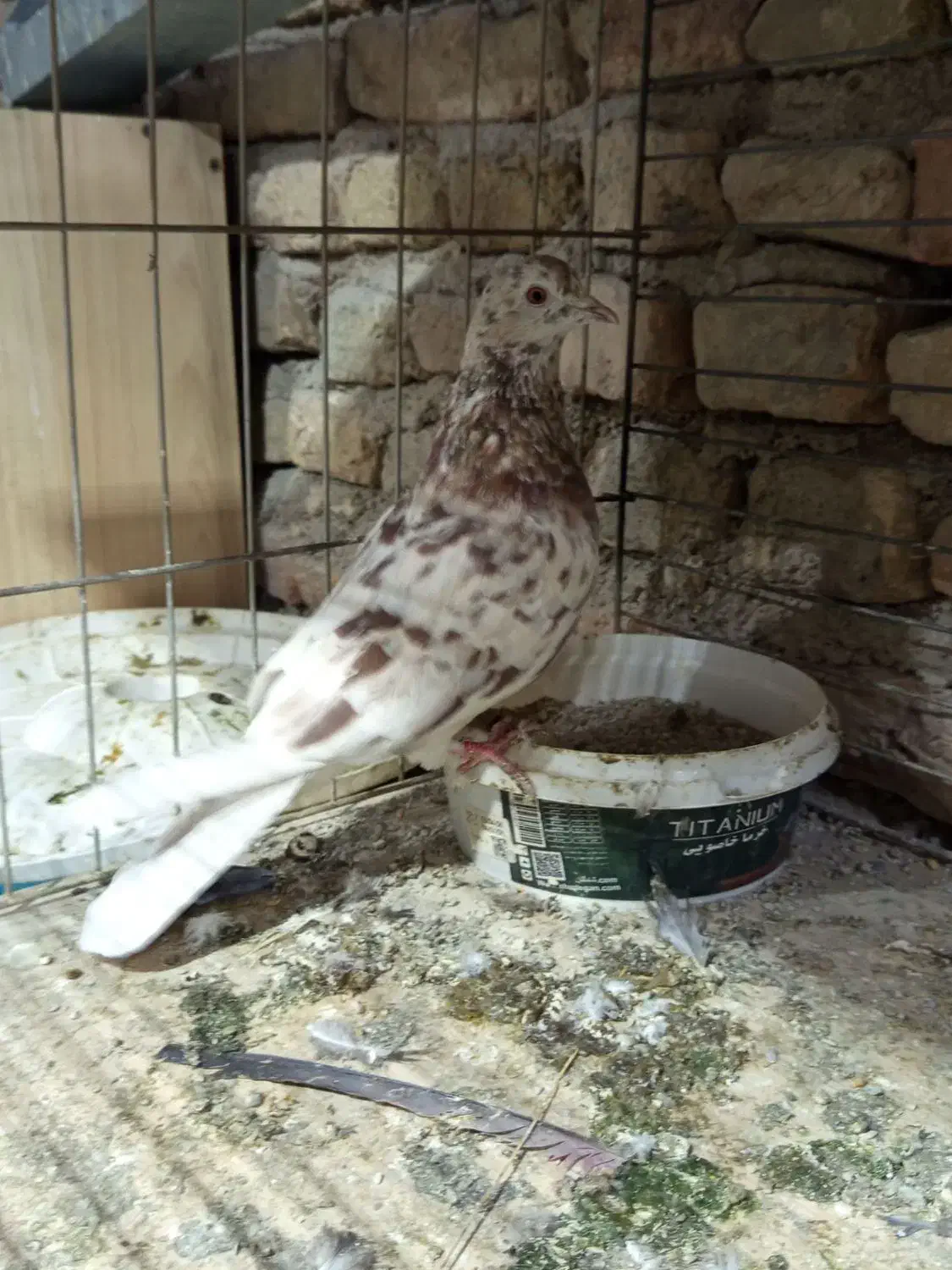 کفتر|پرنده|کرج, شهرک احمدیه|دیوار