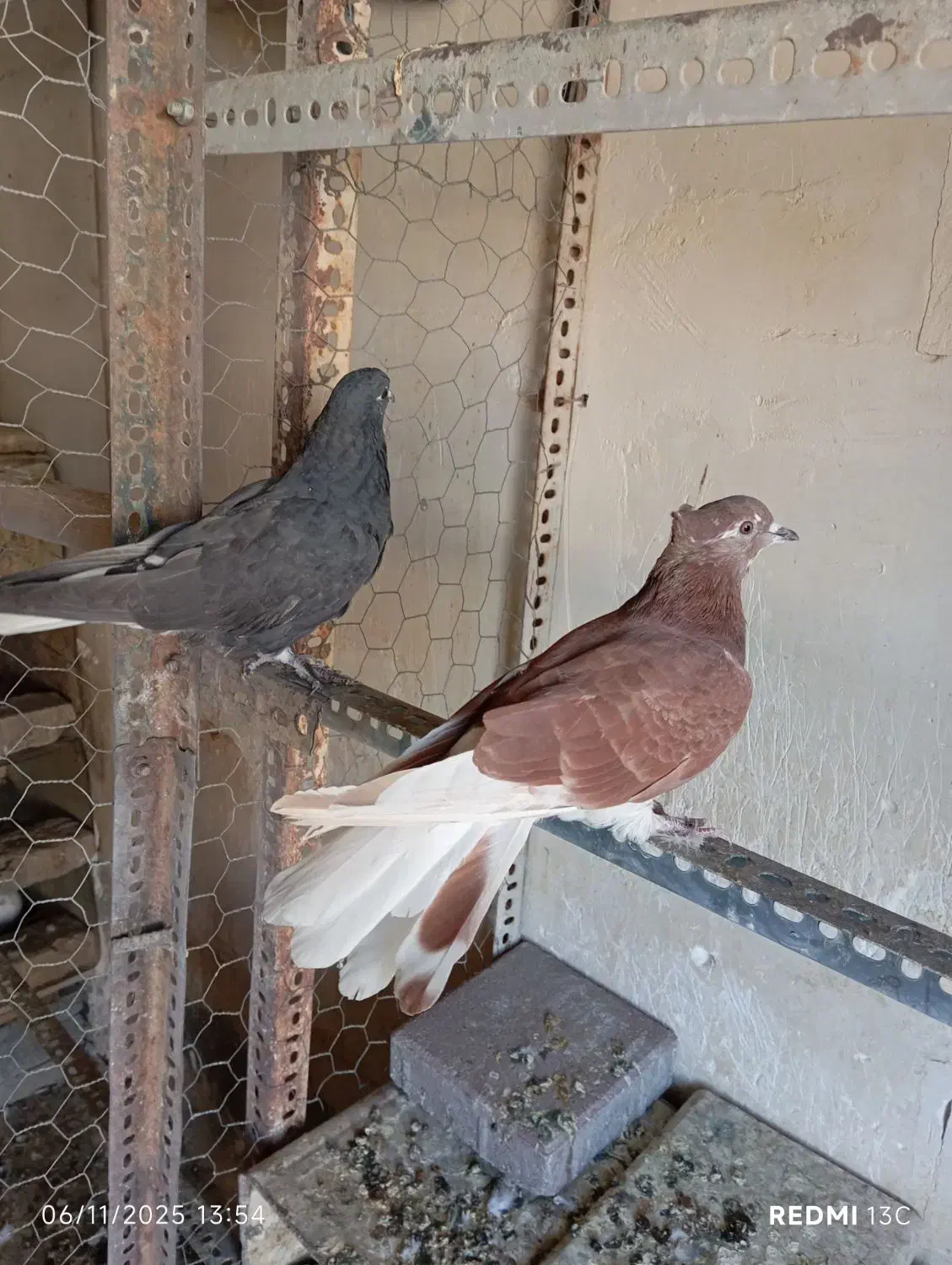 سلام کبوترای پرشی فروشی|پرنده|کرج, شهرک بنفشه|دیوار