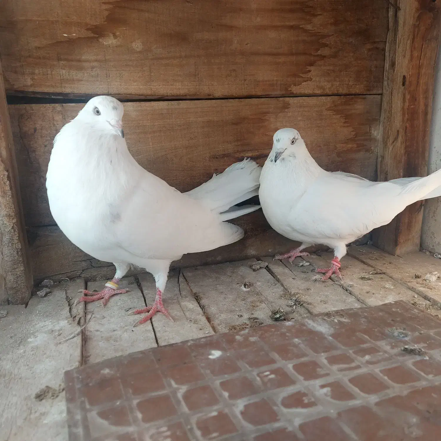 کله خالدار پرشی|پرنده|مبارکه, |دیوار