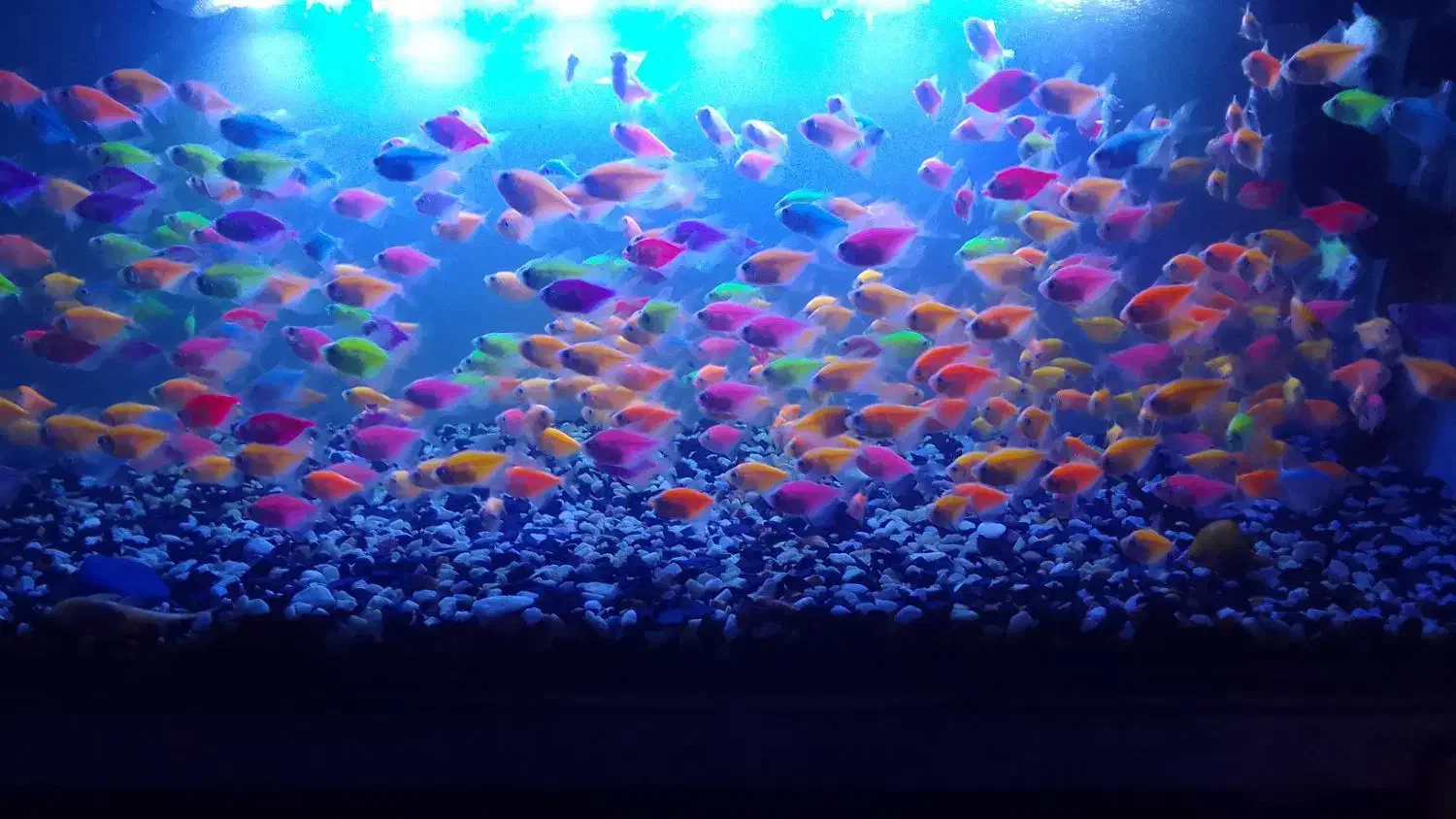 ماهی کالر ویدو گوپی آنجل گلد فیش دیسکس|ماهی|تهران, تهرانپارس شرقی|دیوار