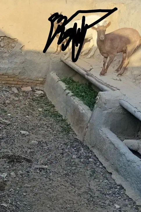 کولار اوسن|حیوانات مزرعه|خرانق, |دیوار