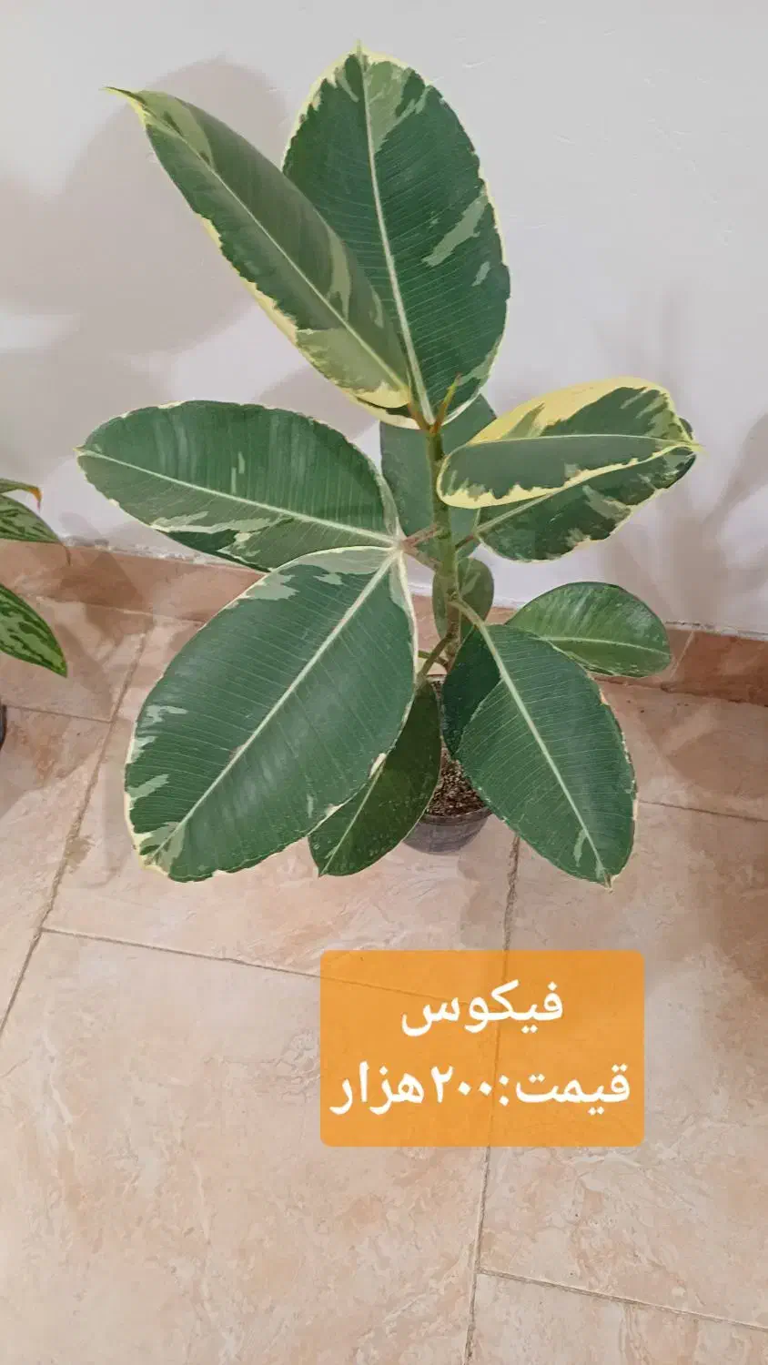 گلهای زیبا|گل و گیاه طبیعی|رشت, کوی مهر|دیوار