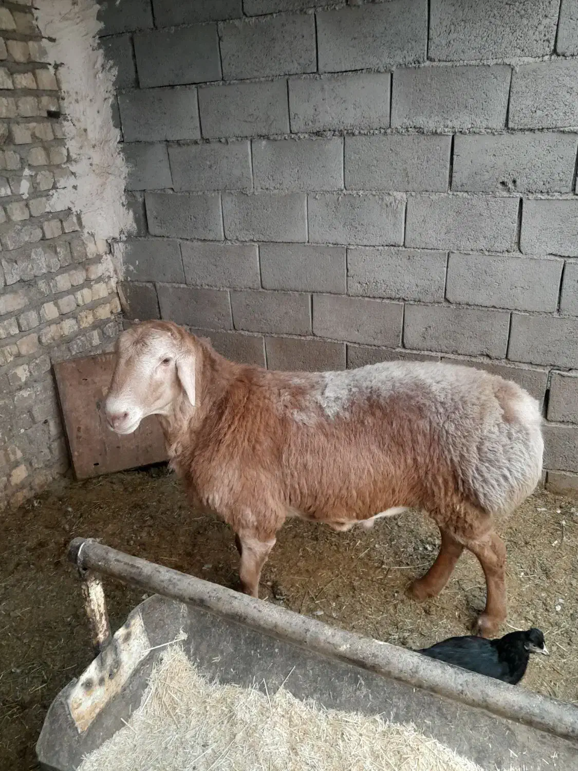 بره قوچ چینی|حیوانات مزرعه|قنوات, |دیوار