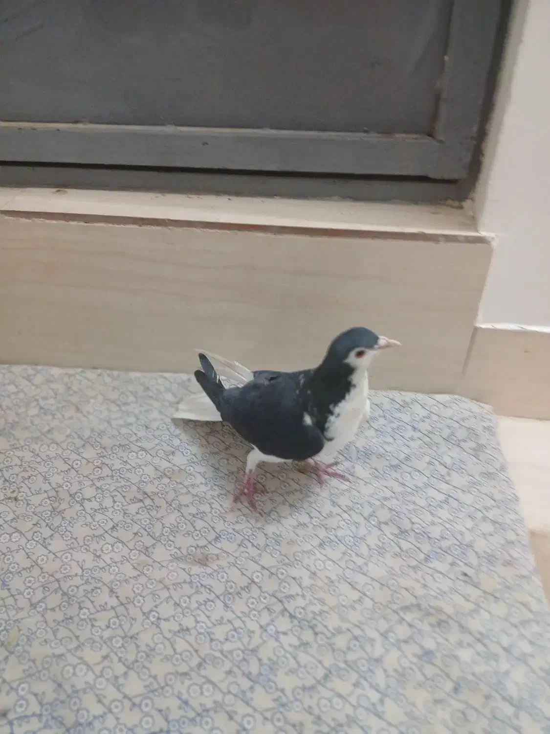 چپ صید|حیوانات|سنگان, |دیوار