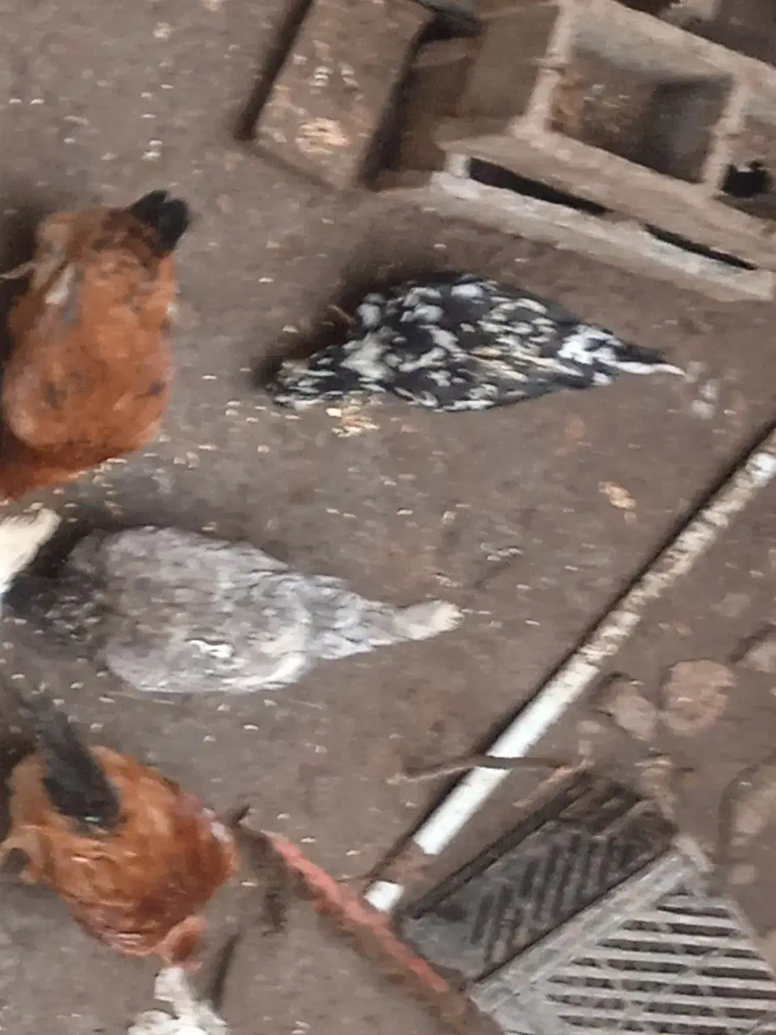 فروش تخم گلین|حیوانات مزرعه|رشت, پیرکلاچای|دیوار