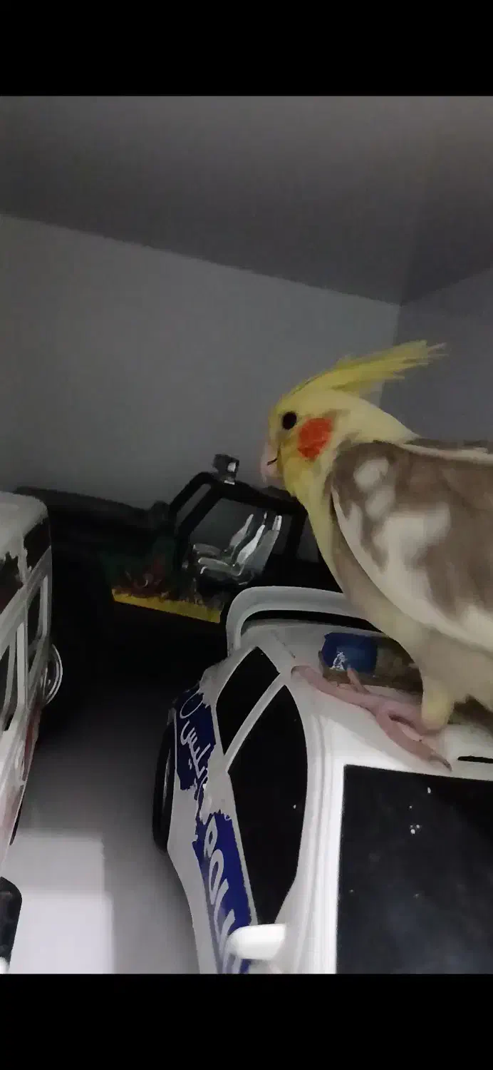 گمشده|حیوانات|داراب, |دیوار