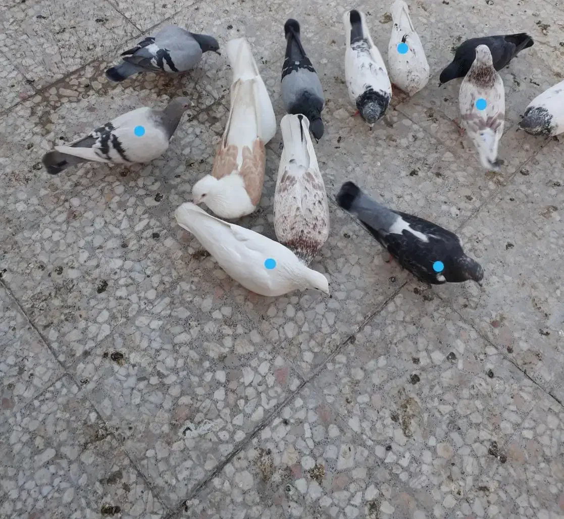 کبوتر پرشی تهرانی و مسافتی تعداد ۱۰تا|پرنده|اسلام‌شهر, شهرک مفیدی|دیوار