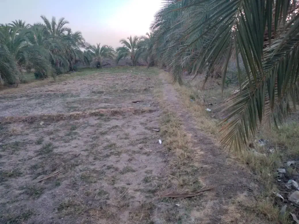 زمین ‌بانخل‌خرما|فروش دفتر صنعتی، کشاورزی، تجاری|ایرانشهر, |دیوار