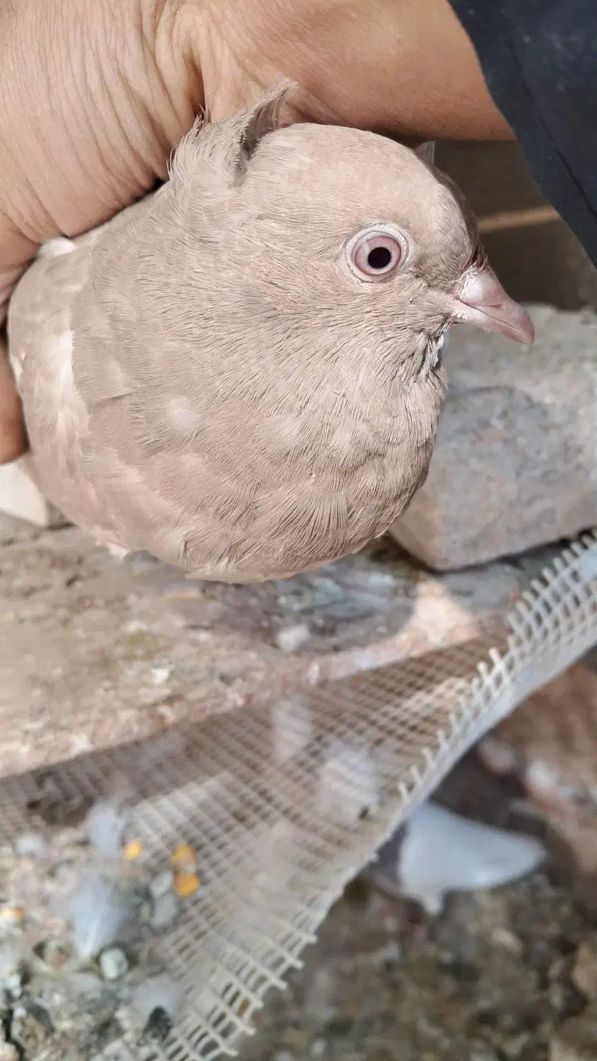 کفتر زرد دم سفید|پرنده|تربت جام, جامی|دیوار