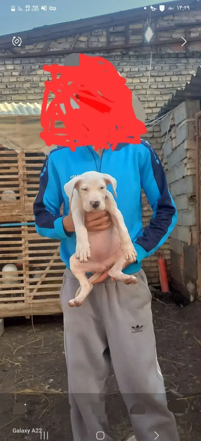 واگذاری توله داگو ارژانتینو|سگ|قائمشهر, |دیوار