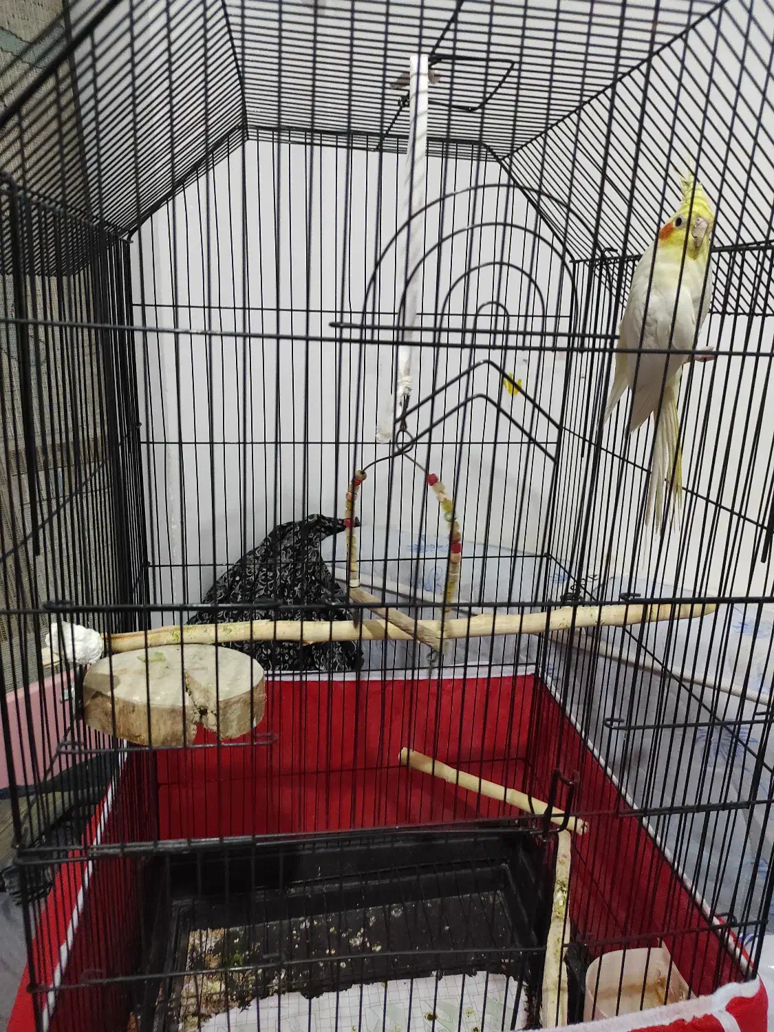 عروس هلندی نر لوتینو یه ساله با قفس|پرنده|محمدیه-قزوین, |دیوار