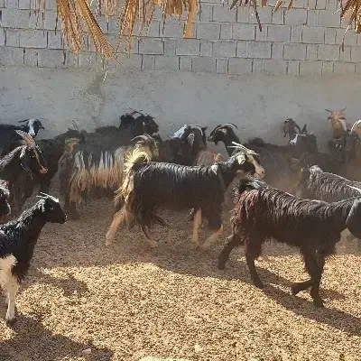 ۳۶بز ۵۰کهره|حیوانات مزرعه|آبپخش, |دیوار