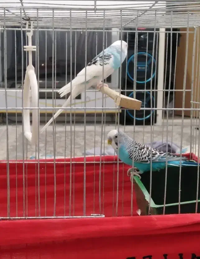 مرغ عشق آواز خوان|پرنده|پاکدشت, پاکدشت (مامازند)|دیوار