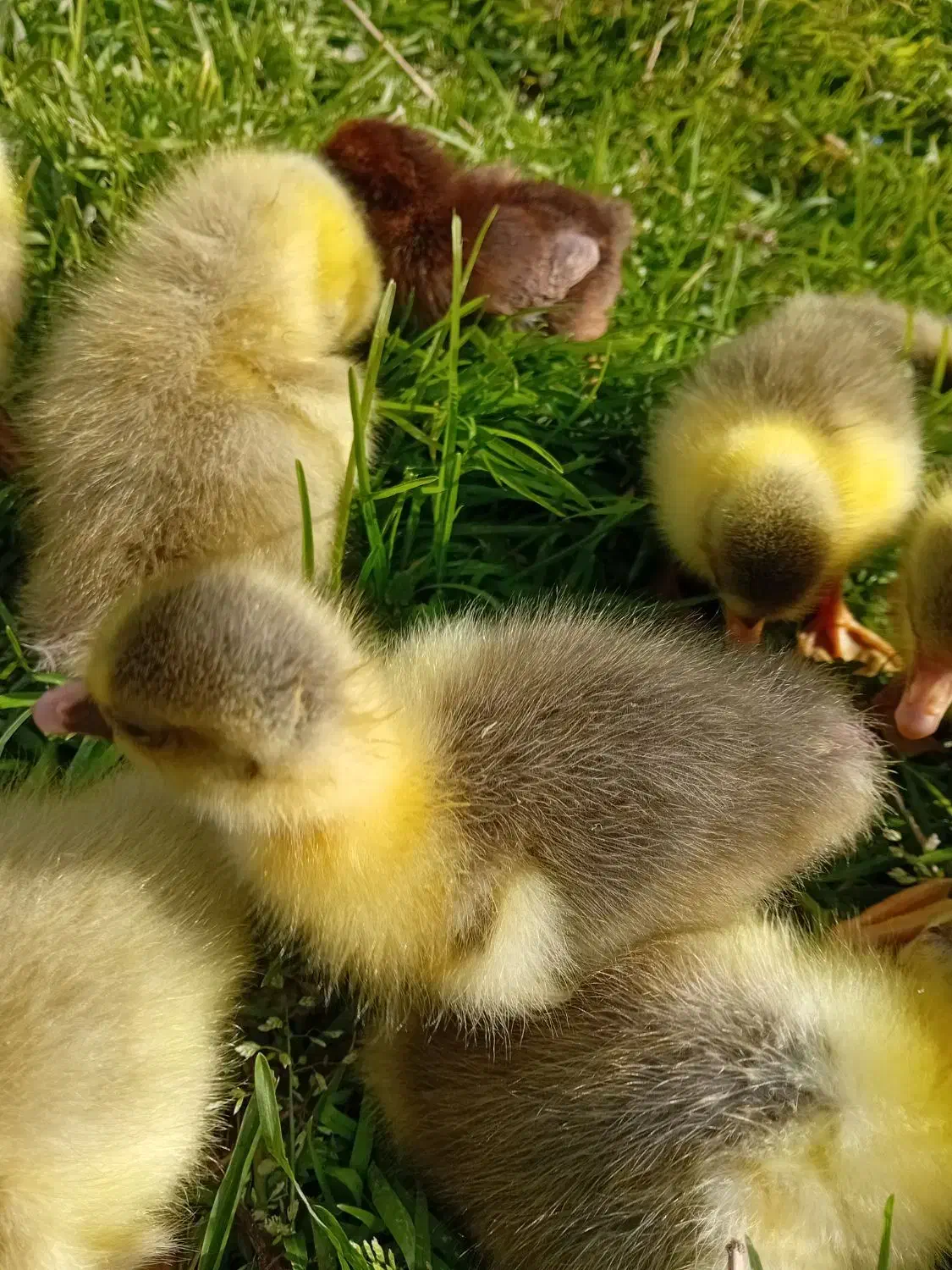 جوجه غاز چن روزه تعداد۱۰عدد موجوده|حیوانات مزرعه|قائم‌شهر, |دیوار