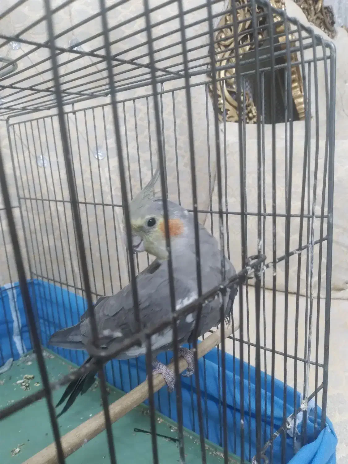 عروس هلندی سخنگو|پرنده|مریوان, |دیوار