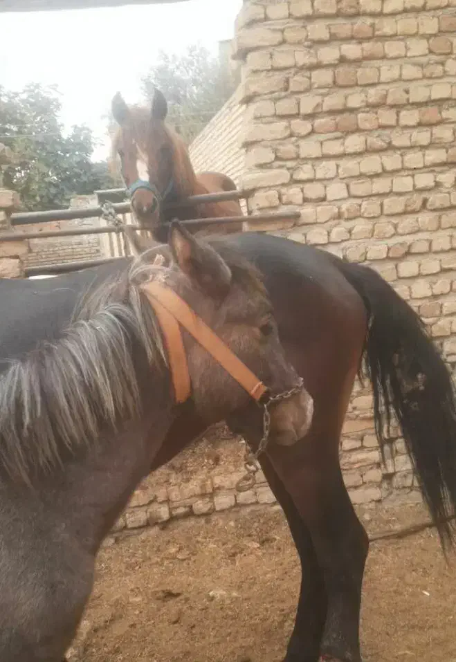 مادیان|اسب و تجهیزات اسبسواری|گرگان, |دیوار