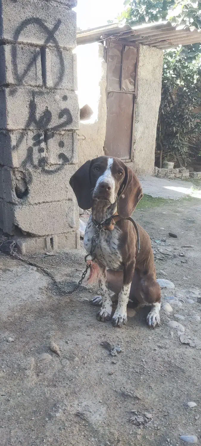 سگ شکاری دنبلانی|سگ|مینودشت, |دیوار