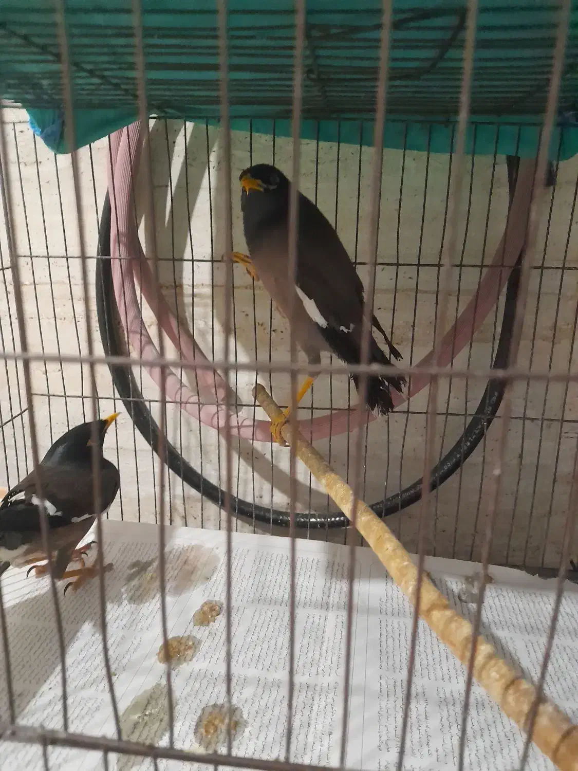 خوشگل مینا|پرنده|رشت, معلولین|دیوار