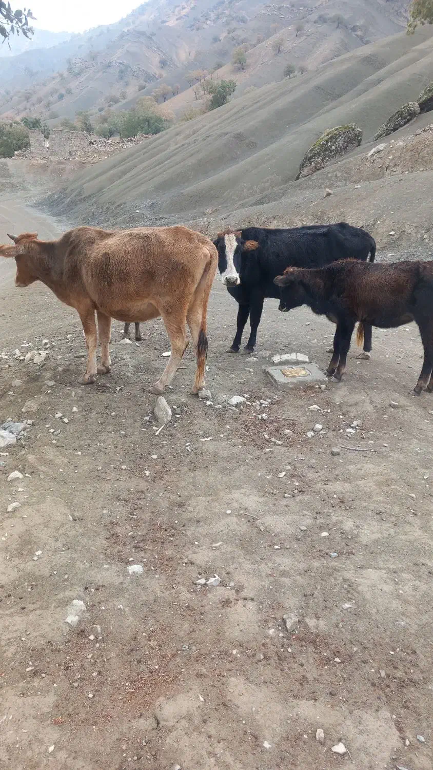 دو راس گاو آبستن با دو راس گوساله ماده سرحال|حیوانات مزرعه|پاپی, |دیوار