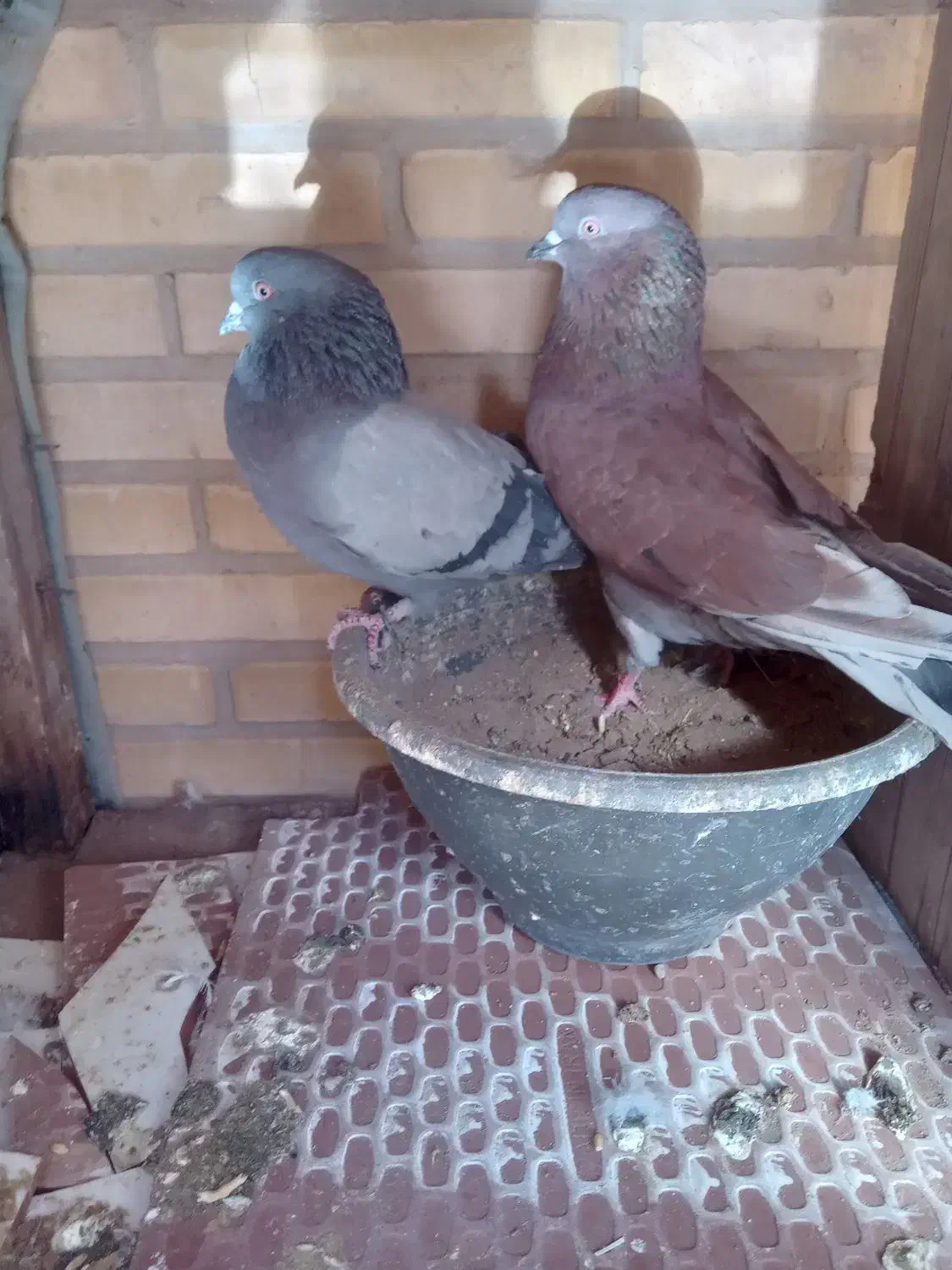 کفتر پرشی درجه یک|پرنده|یزد, |دیوار