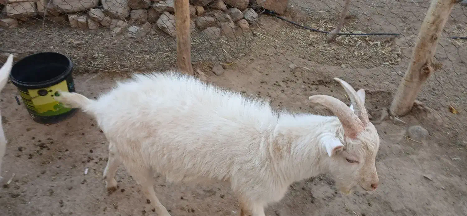 فروش/سه راس/نر/بز سانن/رگ خونی اوین ژن|حیوانات مزرعه|سلطانیه, |دیوار