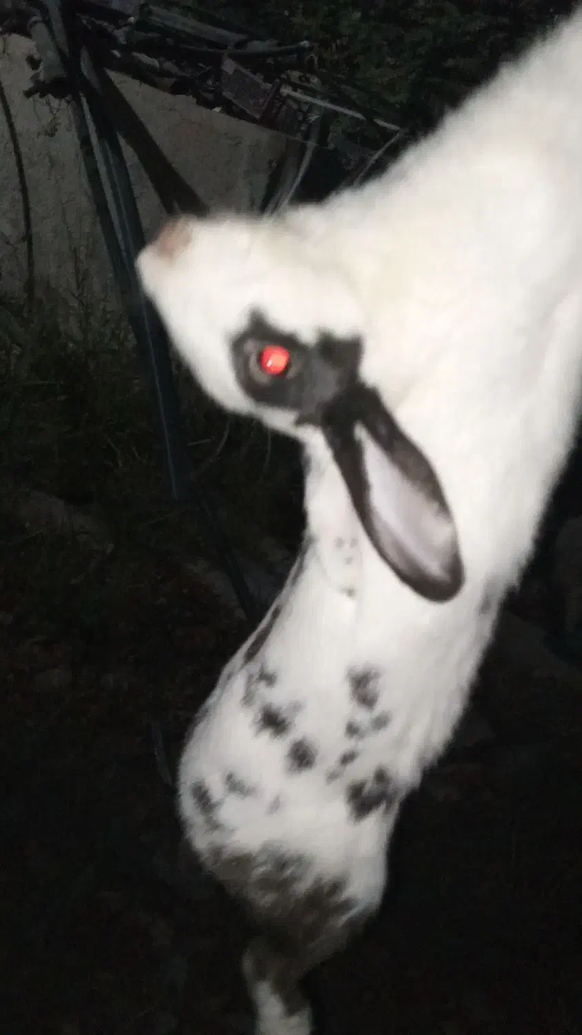 خرگوش|موش و خرگوش|ورامین, جعفر آباد اخوان|دیوار