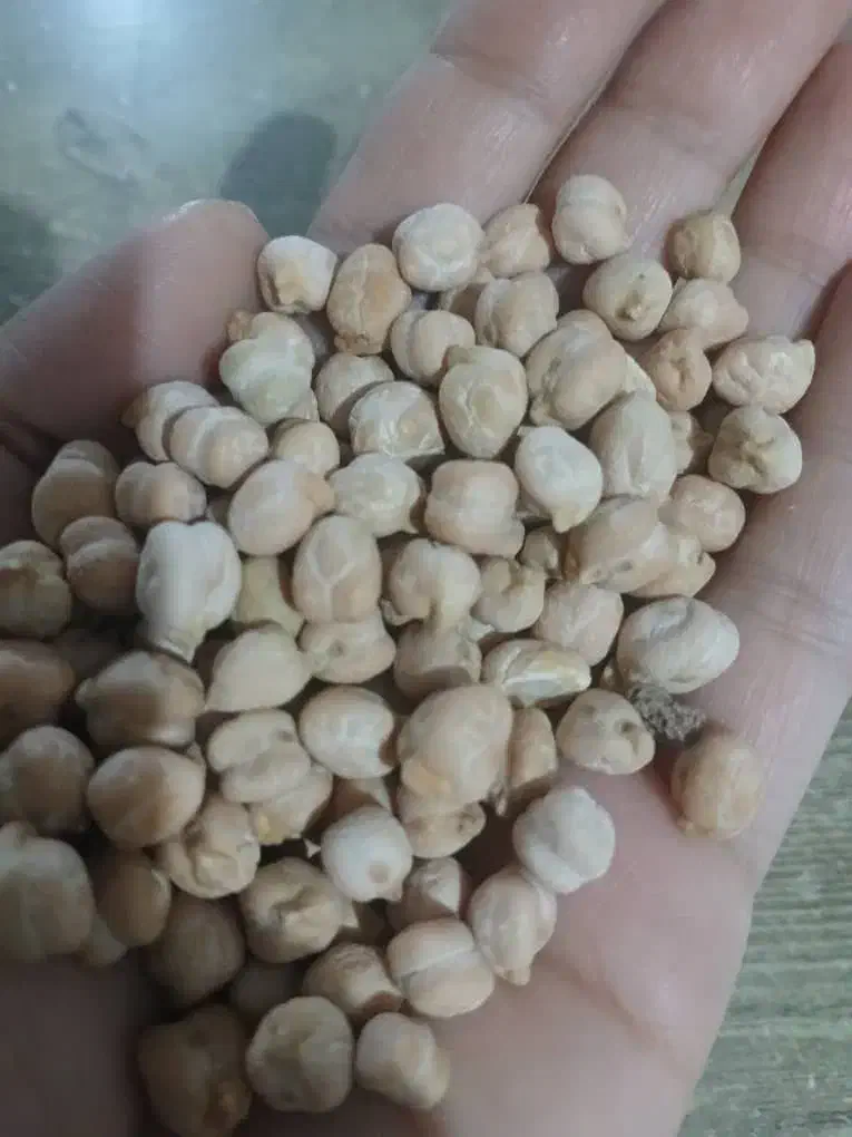 نخود|خوردنی و آشامیدنی|خرم‌آباد, |دیوار