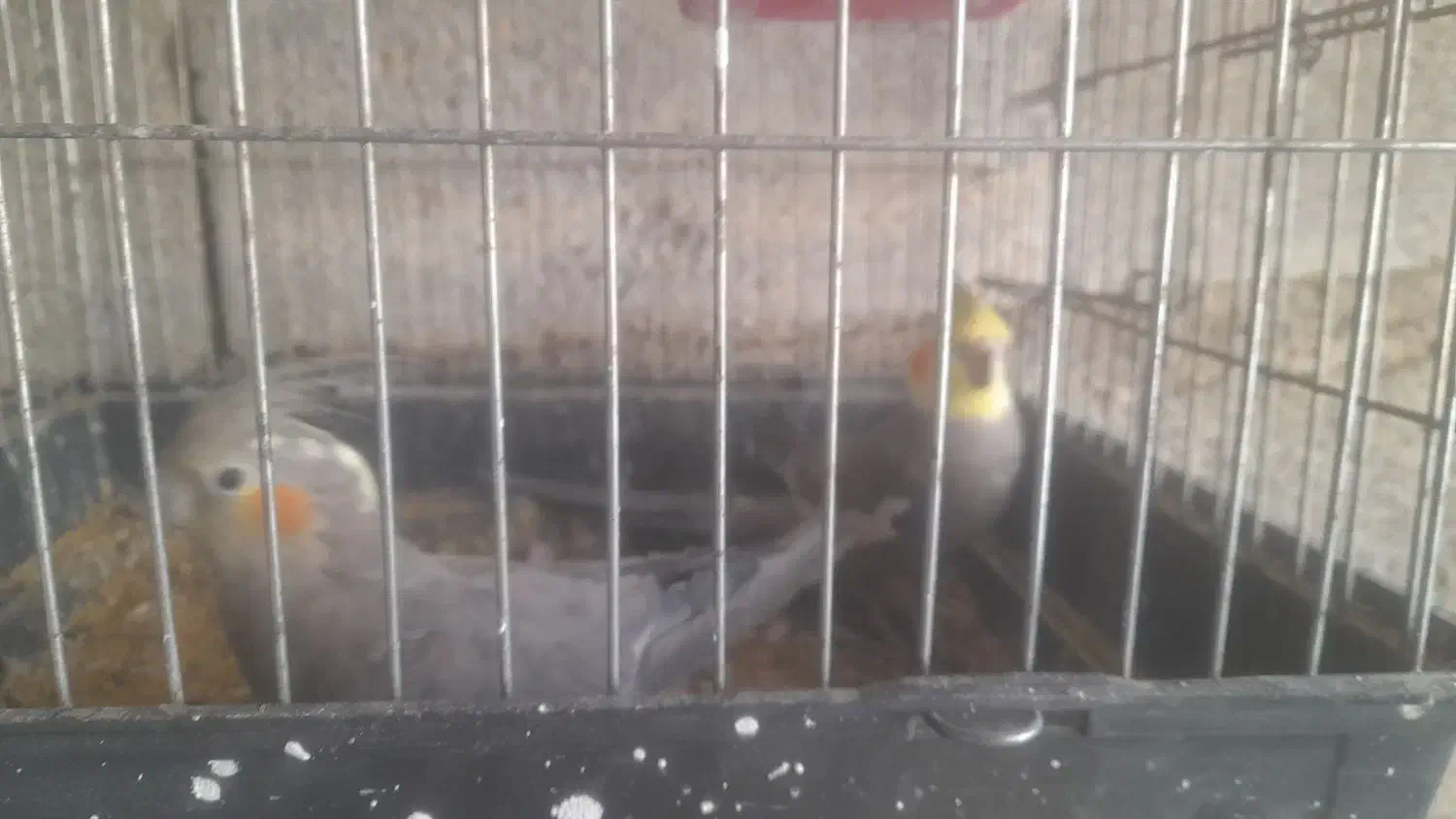 عروس هلندی|پرنده|داراب, |دیوار