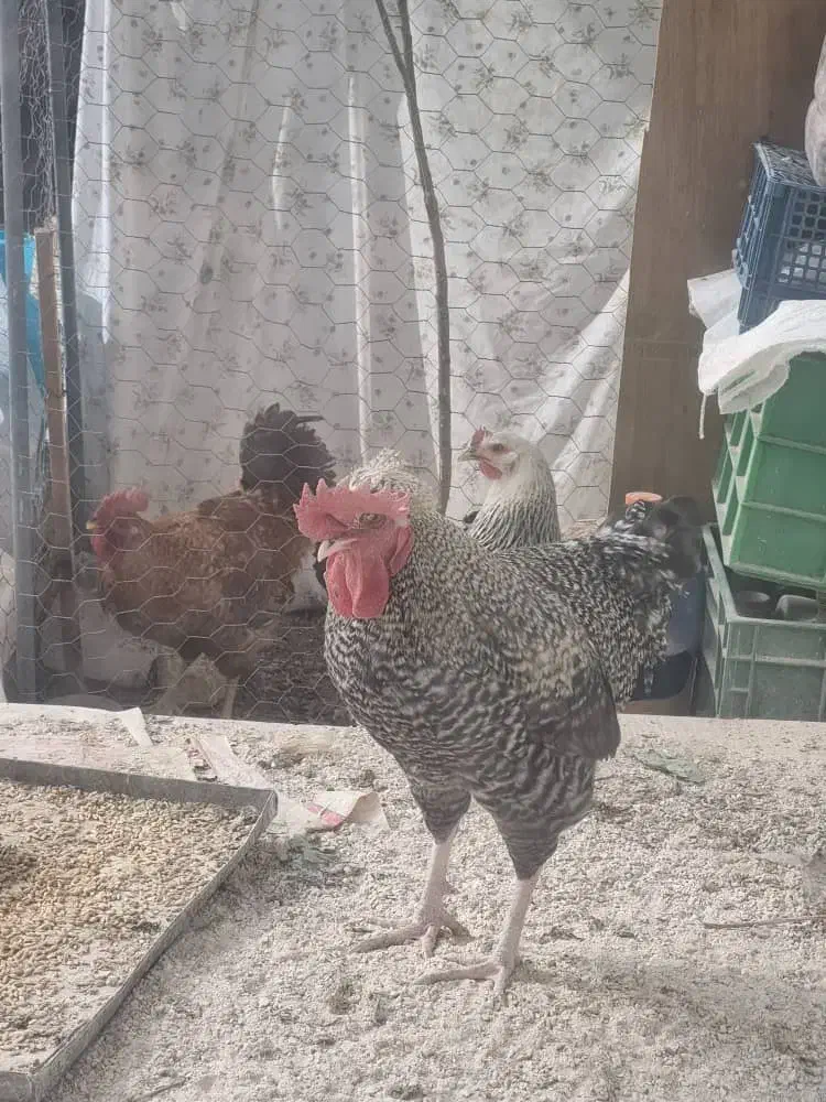 خروس|حیوانات مزرعه|شیراز, شاه قلی بیگی|دیوار