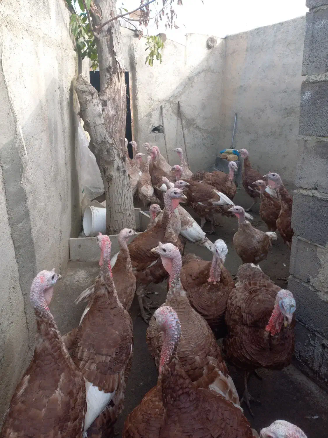 بوقلمون محلی|حیوانات مزرعه|سنندج, |دیوار