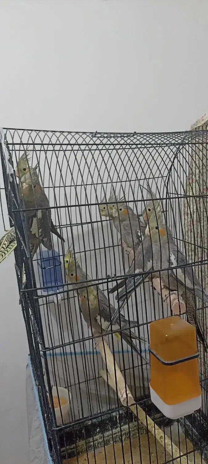 پرنده|پرنده|یزد, |دیوار