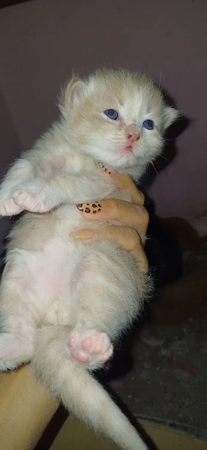 گربه پرشین کاراملی|گربه|گرگان, |دیوار