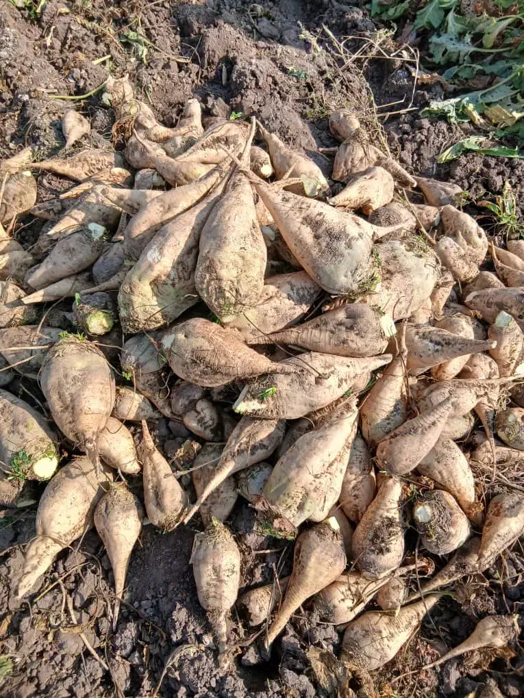 چغندرقند شیرین|خوردنی و آشامیدنی|ایواوغلی, |دیوار