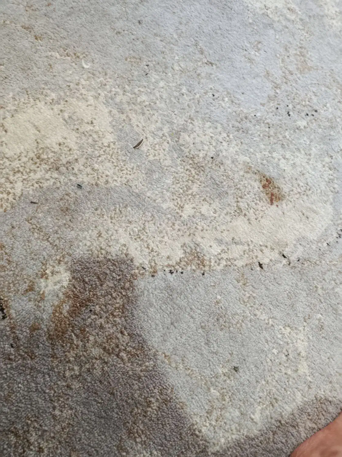 فرش متری|فرش|باوی, |دیوار