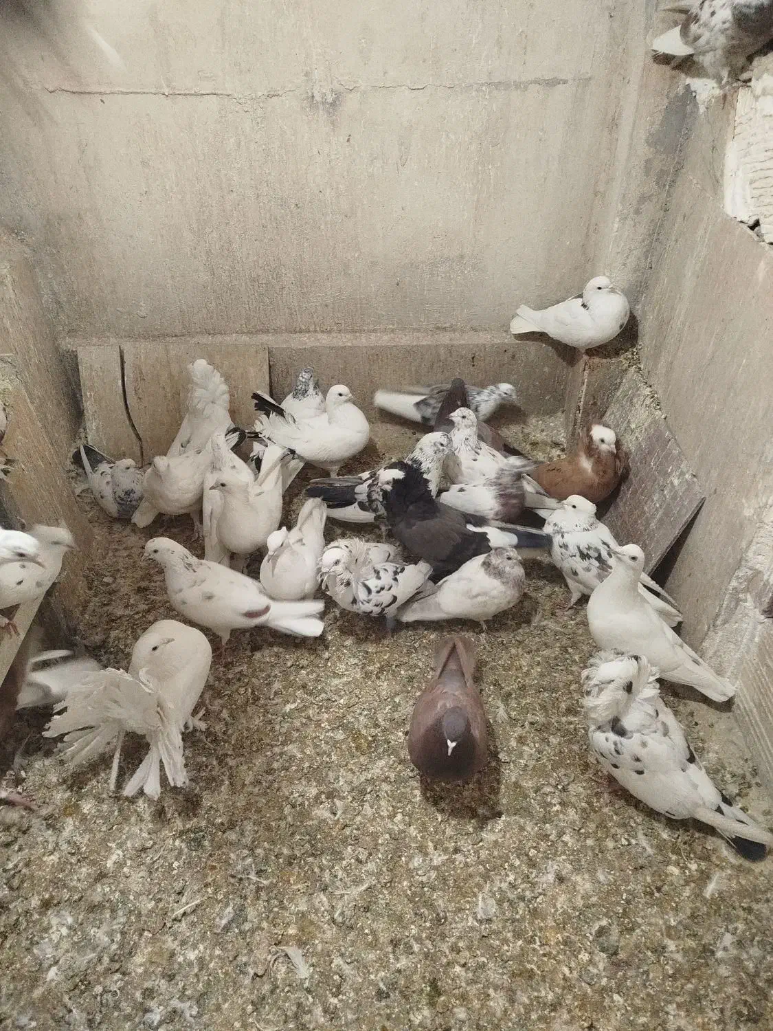 کفتر یا کبوتر پرشی|پرنده|اسلام‌شهر, شهرک امام حسین (میان آباد)|دیوار