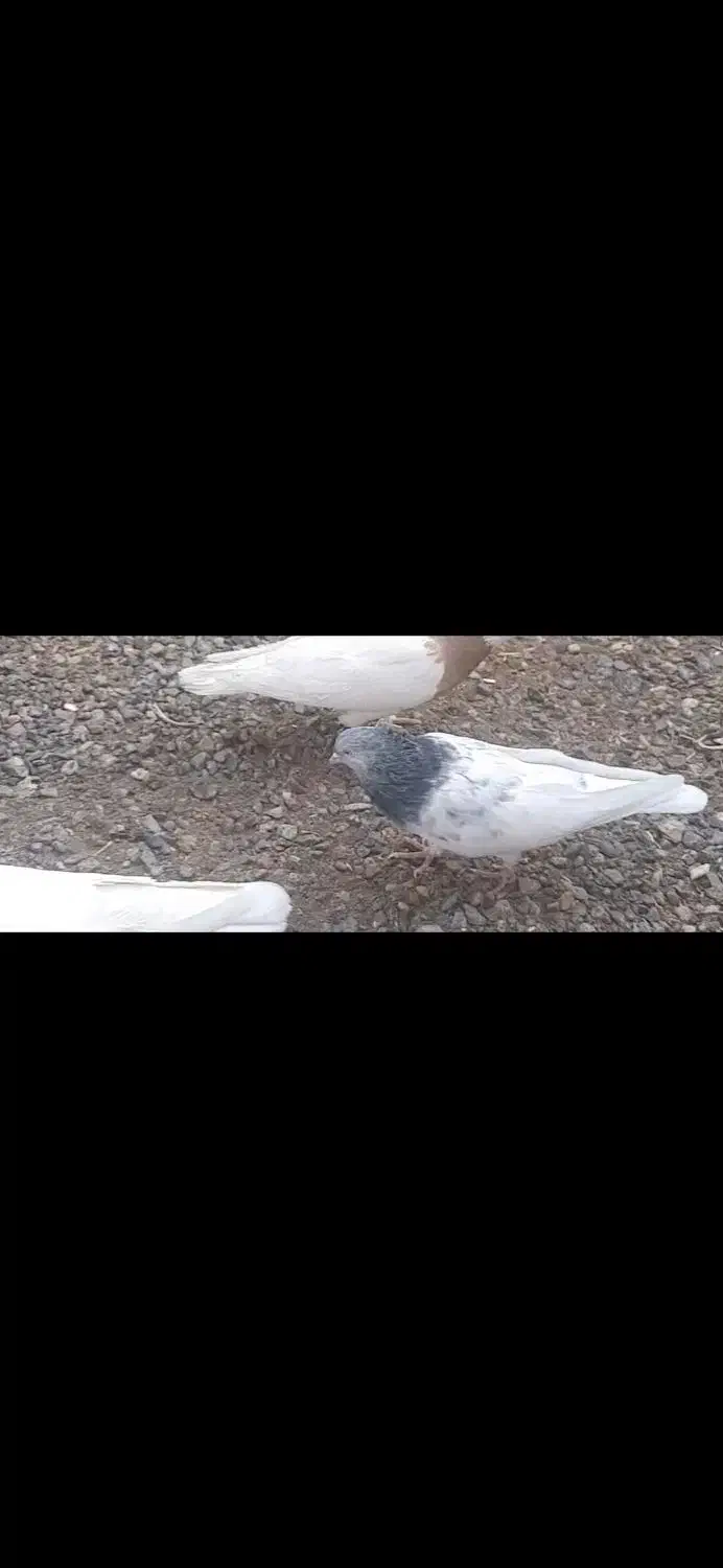 کله الماسی و کله سبز کلاهی|پرنده|کرمان, |دیوار