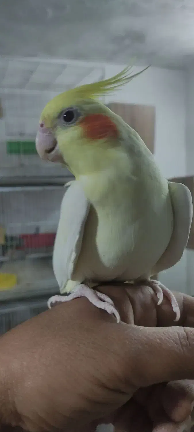 عروس هلندی نر و ماده دستی و نیمه دستی بالغ|پرنده|لار, |دیوار