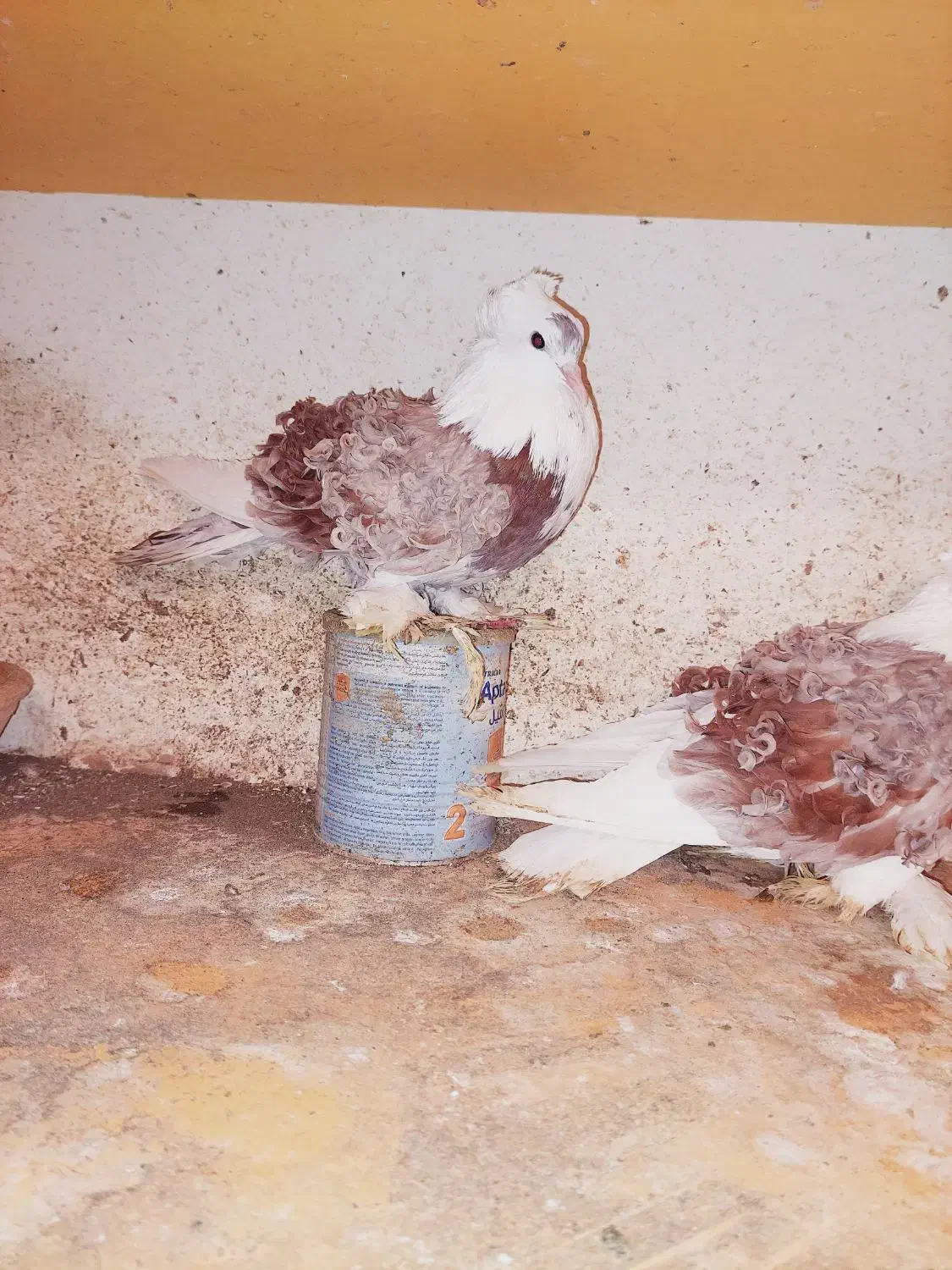 یک جفت کبوتر جکسون فرگوسفندی اصل|پرنده|بابل, |دیوار