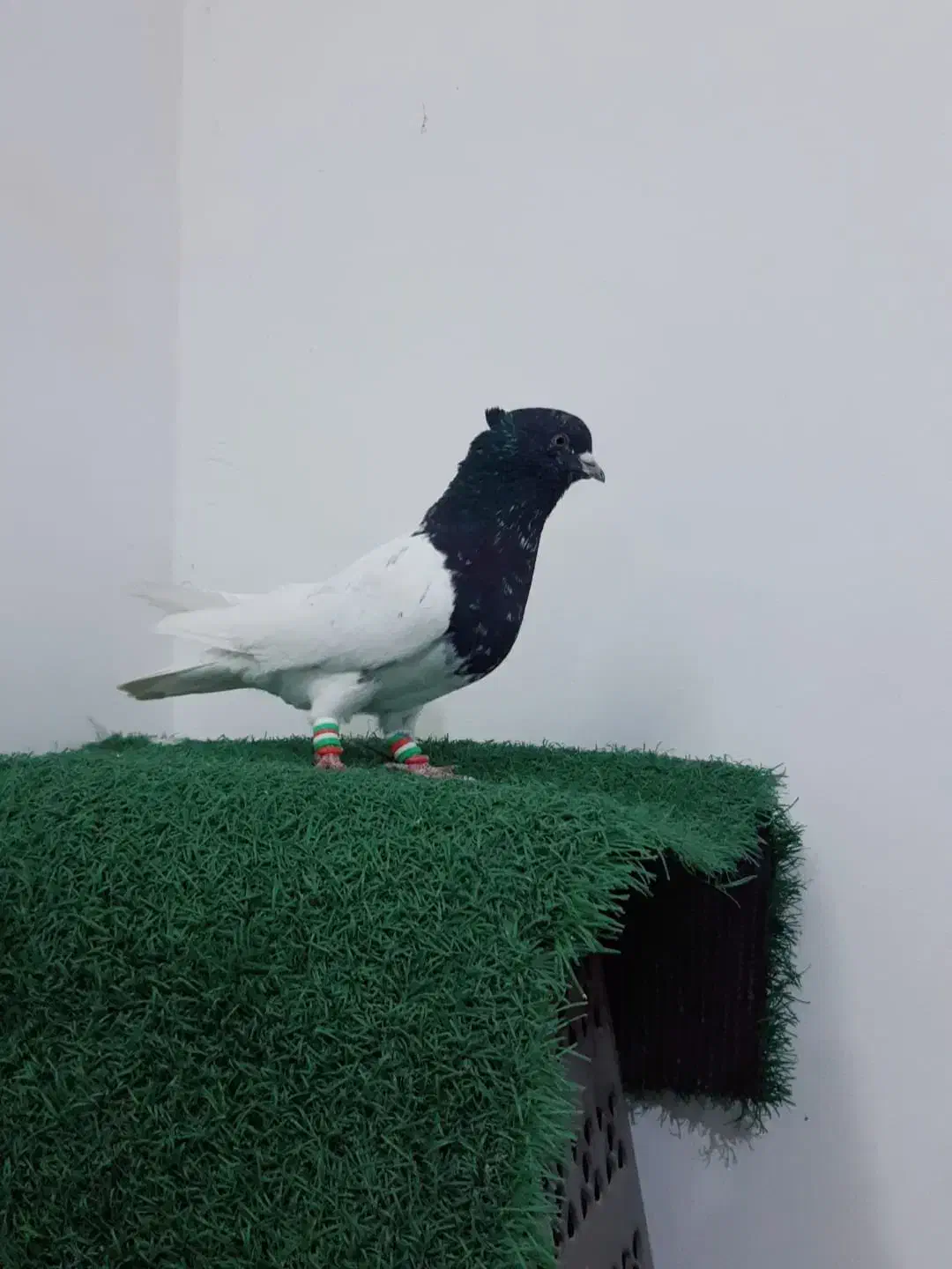 کبوتر|پرنده|دزفول, |دیوار