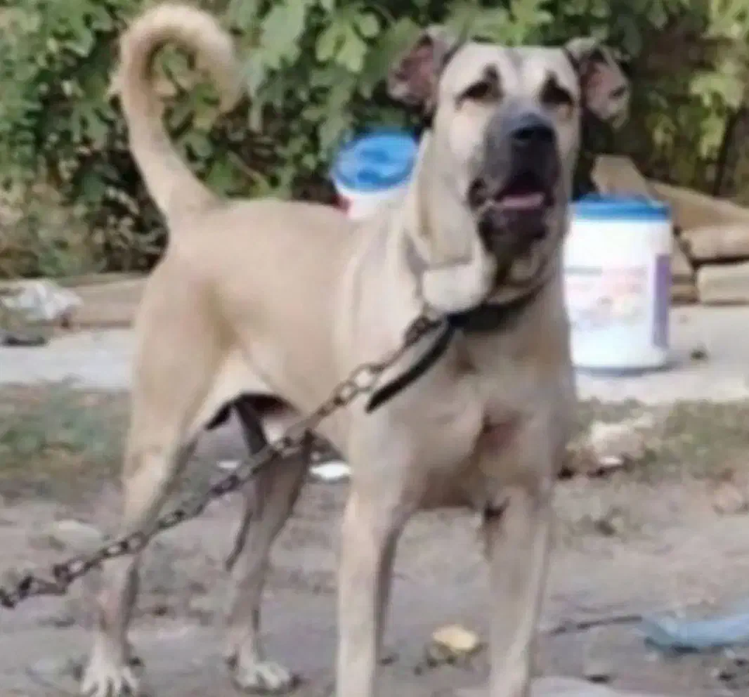 سگ سرابی نسل به حق قره باش یدان|سگ|تهران, باشگاه نفت|دیوار