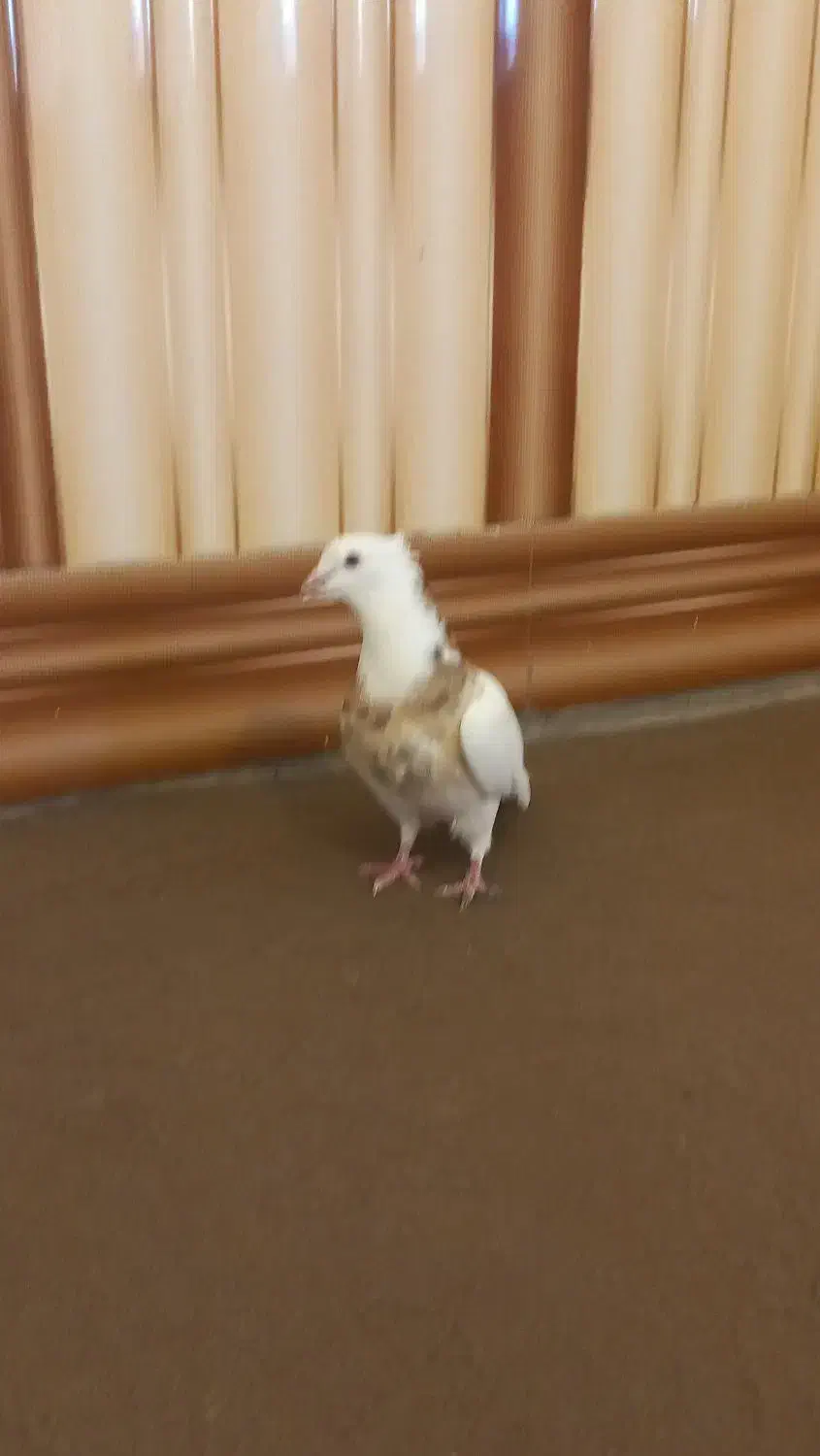 فروشی طوقی|پرنده|فیروزآباد (فارس), |دیوار