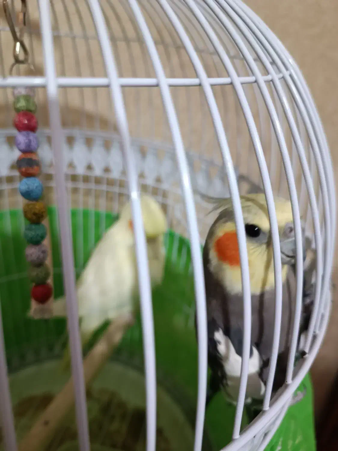 عروس هلندی|پرنده|مشهد, ادیب نیشابوری (شهرک غرب)|دیوار