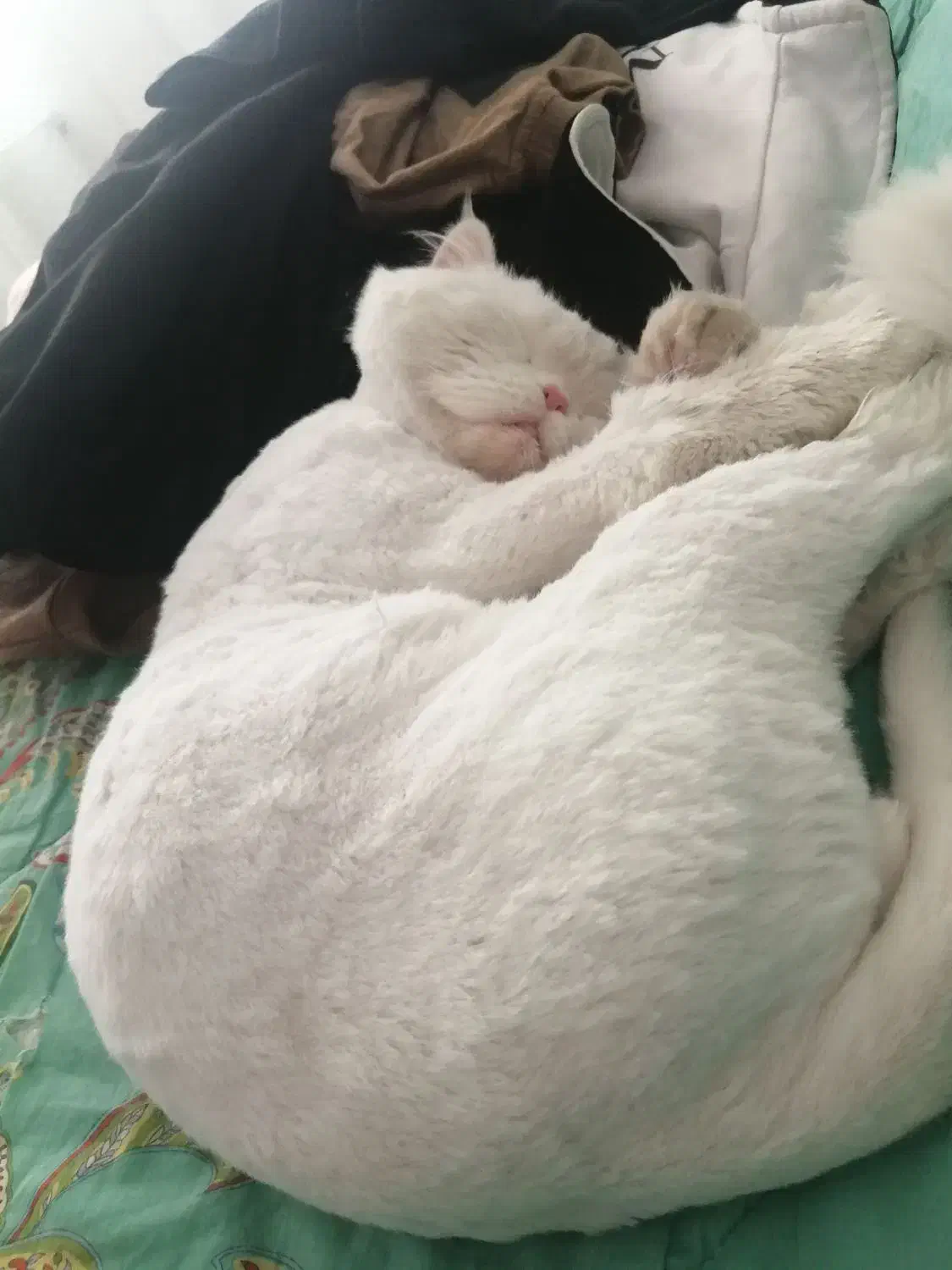 گمشده|حیوانات|نظرآباد, شهرک آزادگان|دیوار