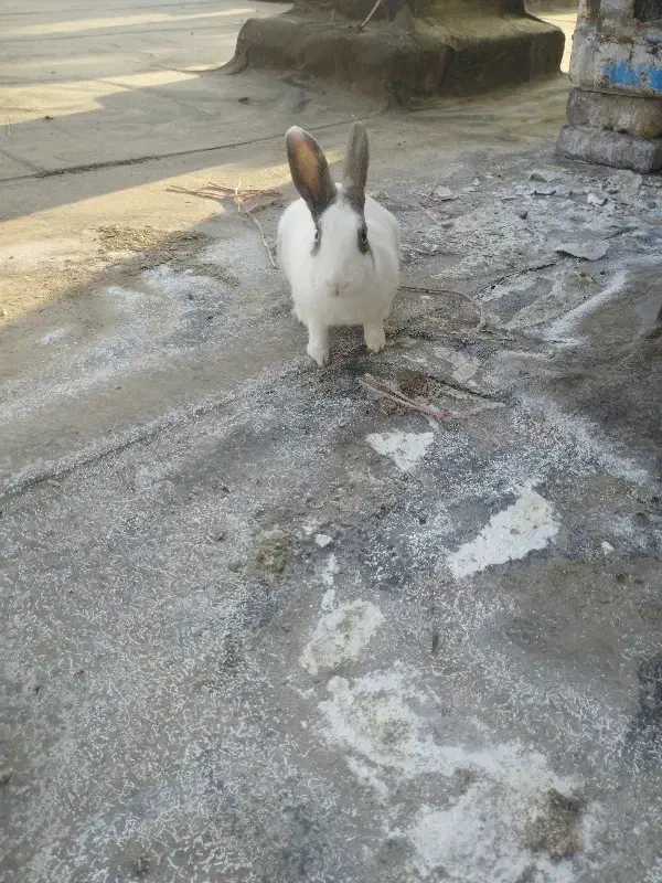 خرگوش|موش و خرگوش|تربتحیدریه, طالقانی|دیوار