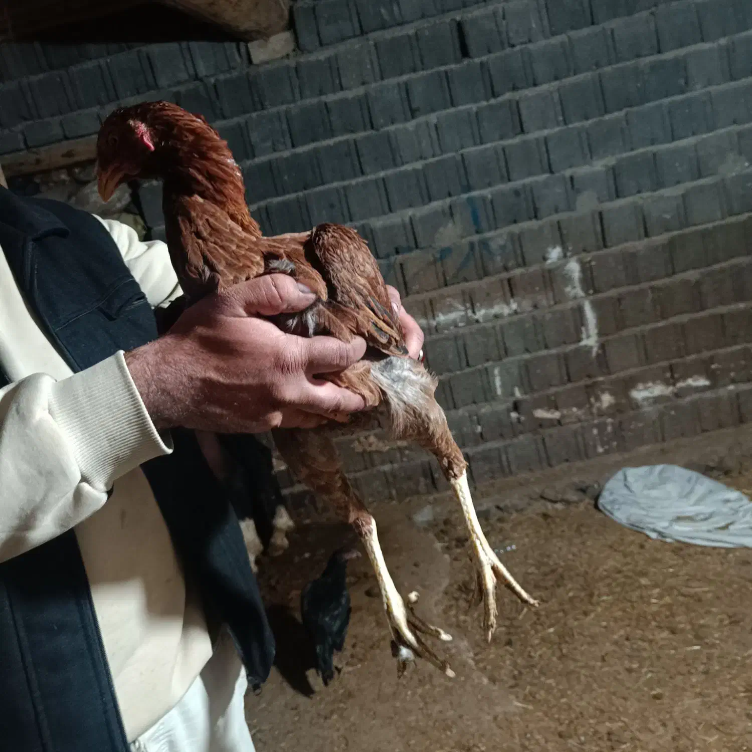 مرغ لاری|حیوانات مزرعه|سنندج, |دیوار