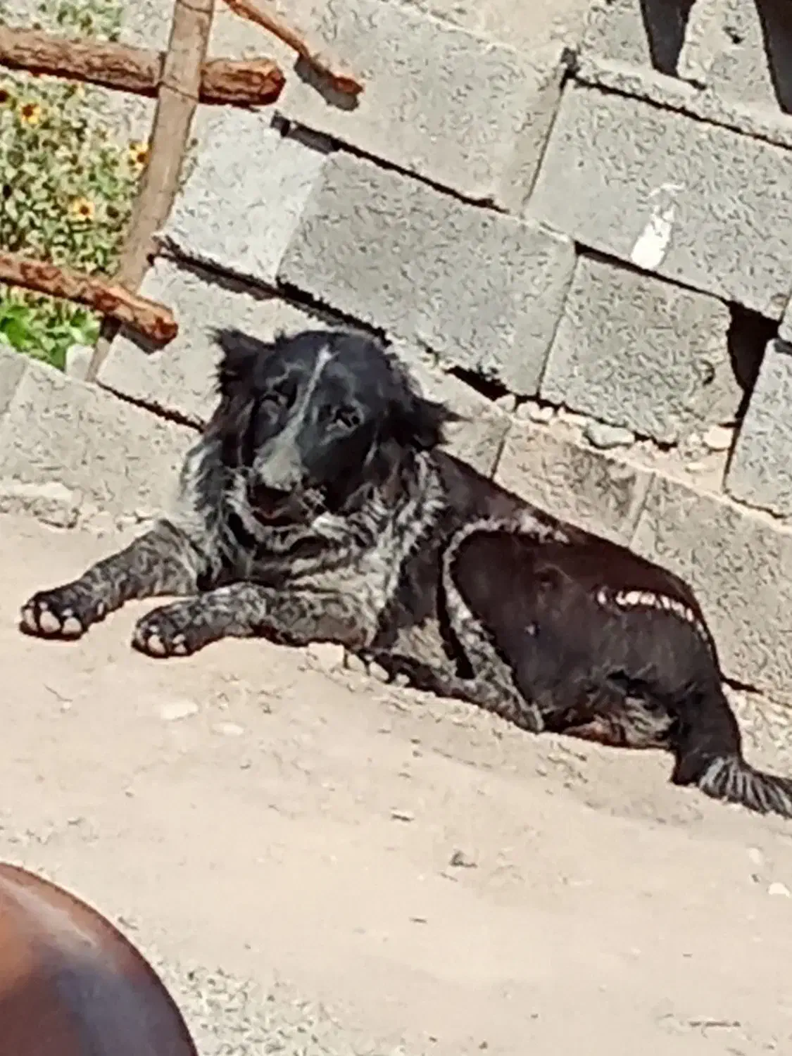 سگ قهدریجونی|سگ|جیرفت, |دیوار